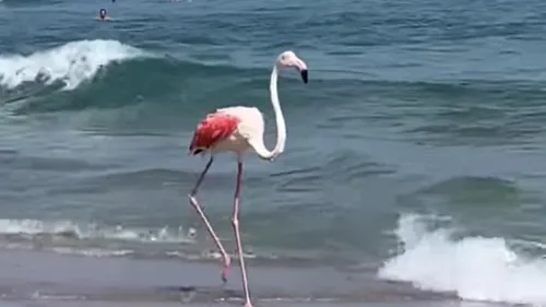 Un flamant rose aperçu au milieu des baigneurs dans le sud de la...
